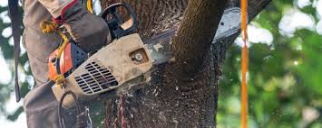 Best Tree Mulching  in Galesburg, IL